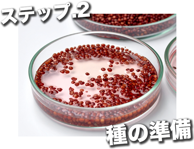 種子の発芽・発根を促進する